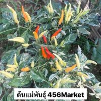 พริกด่าง ( กินได้ )?Chilli plant variegated ?