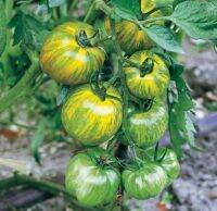 เมล็ดพันธุ์มะเขือเทศ กรีน ซีบร้า  (Green Zebra Tomato Seed) บรรจุ 20 เมล็ด ของแท้ คุณภาพดี ราคาถูก นำเข้าจากต่างประเทศ