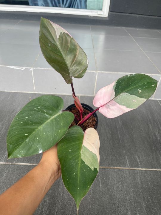 พิ้งปริ้นเซส-philodendron-pink-princess