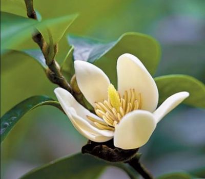 ต้นจำปีแขก ดอกไม้พุ่มเล็ก ดอกเป็นสีขาวนวล มีกลิ่นหอมหอมไกล ดอกออกตามซอกใบ จะออกเกือบทุกซอกใบ เป็นต้นดอกไม้ที่ออกดอกเยอะ&nbsp;...