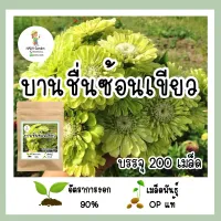 เมล็ดพันธุ์ บานชื่นซ้อนสีเขียว 200 เมล็ด เมล็ดพันธุ์แท้ อัตราการงอกสูง