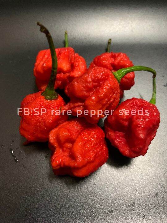 พริกแคโรไลน่า-รีพเปอร์-carolina-reaper-ผลสด