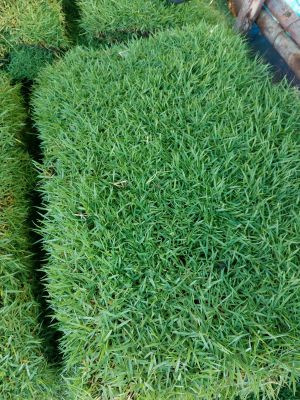 🔥ลดแรง🔥หญ้าญี่ปุ่นเเท้100% หญ้าสนาม (สำหรับสั่งไม่เกิน40ชิ้น) ขนาด50×100cm. Japanese grass หญ้าสด หญ้าจริง