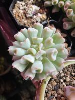 พืชอวบน้ำ  Echeveria Runyonii Topsy Turvy    กระถาง. 2 นิ้ว