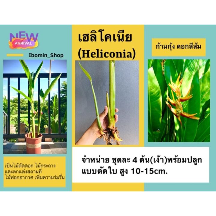 ก้ามกุ้ง-ธรรมรักษา-หรือเฮลิโคเนีย-heliconia-ดอกสีส้ม-ชุด4ต้น-หน่อ-พร้อมส่ง