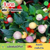 9 บาท เมล็ดพันธุ์ พริกประดับ7 สี (แบบกลม)