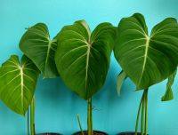 philodendron gloriosum(ก้านแบบ)