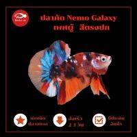 ปลากัด Nemo Galaxy ตรงปกตัวในรูป เพศผู้ เลี้ยงสวยงาม มีประกันสินค้า เก็บปลายทางได้