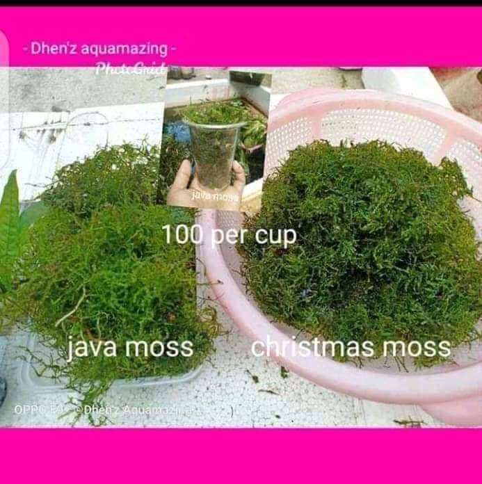 java moss and Christmas moss Lazada PH