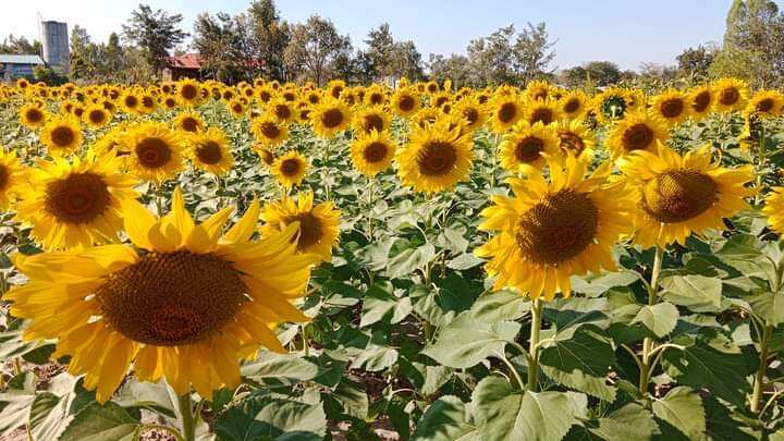 เมล็ดทานตะวันชมดอก-ชุด100เมล็ด