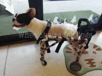 วีลแชร์สุนัข อ่อนแรง 4 ขา  ขนาดไซส์ MS. สัตว์เลี้ยง รถเข็น wheelchair dog **ติดต่อร้านค้าก่อนสั่งซื้อ***โดยสัตวแพทย์