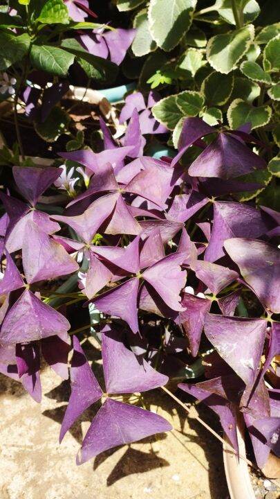 Oxalis triangularis/Butterfly plant | Lazada PH