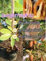 โปร!! ซื้อ 1 แถม 1 (ต้นเสียบยอด) #ละมุดกระสวย ลูกใหญ่เนื้อแน่นรสหวานกรอบ ?แฮปปี้