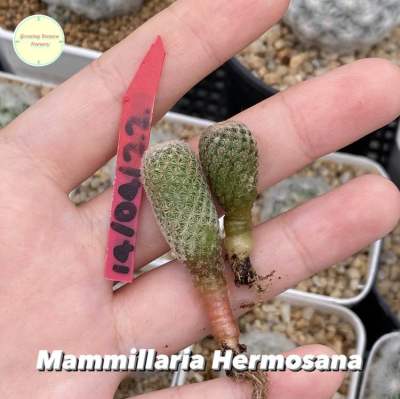 [MAMM20] Mammillaria Hermosana Seedling ไม้เพาะเมล็ด แคคตัส กระบองเพชร ต้นไม้ แมม แมมมิลลาเรีย แมมมิลาเรีย