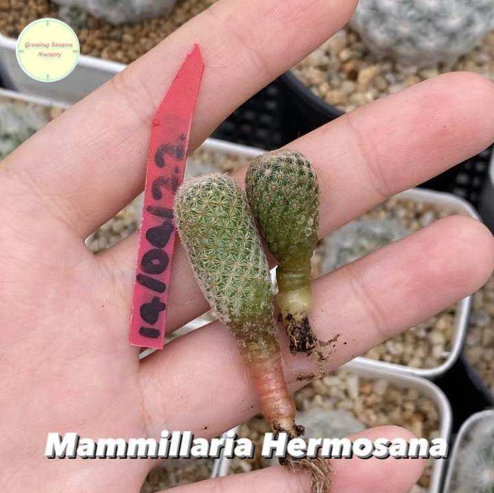 mamm20-mammillaria-hermosana-seedling-ไม้เพาะเมล็ด-แคคตัส-กระบองเพชร-ต้นไม้-แมม-แมมมิลลาเรีย-แมมมิลาเรีย