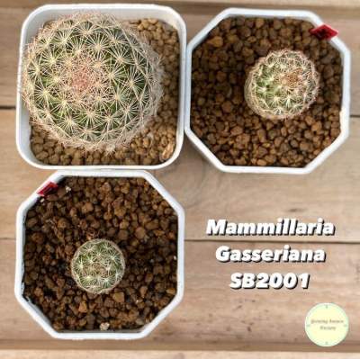 [ MAMM11 ] Mammillaria Gasseriana SB2001 Seedling ไม้เพาะเมล็ด แคคตัส กระบองเพชร ต้นไม้ แมม แมมมิลลาเรีย แมมมิลาเรีย