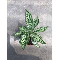 คล้าขุมทรัพย์ (Calathea vittata) กระถาง 4 นิ้ว