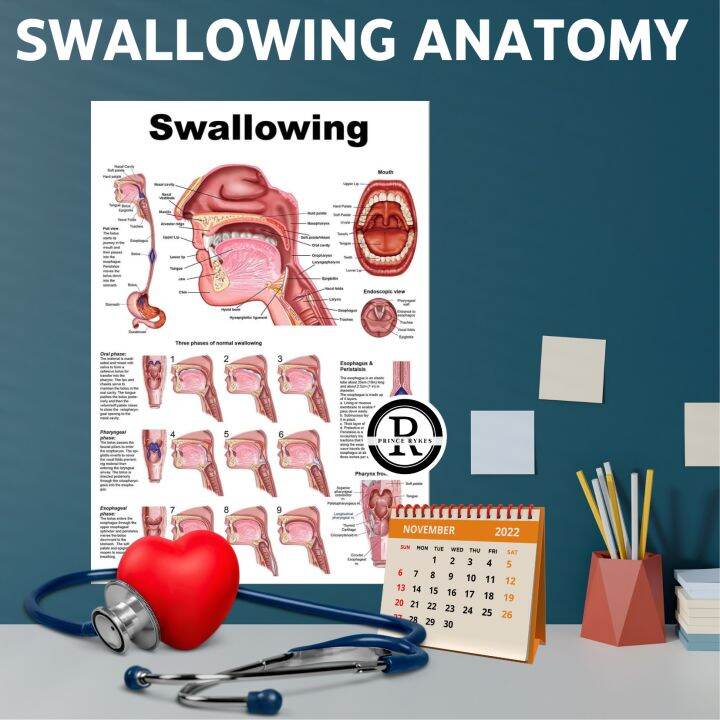 SWALLOWING ANATOMY EDUCATIONAL LAMINATED CHARTS POSTERS, SCIENCE CHARTS ... Biology Diagrams