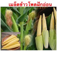 เมล็ดข้าวโพดฝักอ่อน40-50 เมล็ด