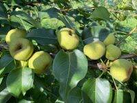 กิ่งตอน สาลี่เขียวญี่ปุ่น (Tottori Pear ?) แท้ ? %
มีจำนวนจำกัด (ถูกสุดๆ)
?ขนาดสูง 60 - 70 ซม.