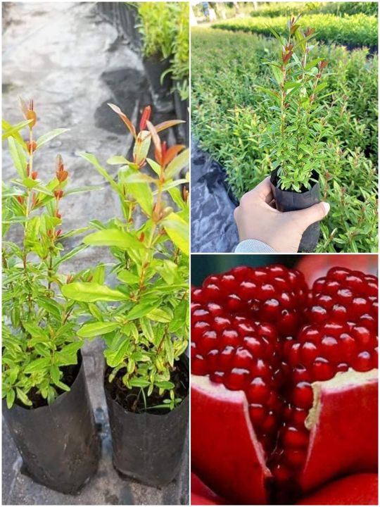 ทับทิมแดง-เป็นผลไม้มงคลมากสรรพคุณ-รสชาติหวาน-ลำต้นสูงประมาณ25-40cm