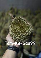 ? ทุเรียนชะนีไข่ ? (Chani Kai Durian) [1 ลูก] น้ำหนัก 1.9 โล - 2.5โล (ไซส์มินิ) นุ่ม หอม หวาน มัน อร่อย ??#ทุเรียน #ชะนีไข่ #Durian *อ่านรายละเอียดด้วยน่ะครับคุณลูกค้า??