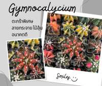 ยิมโนด่าง แคคตัส กระบองเพชร G.mihanovichii variegated (CA16)