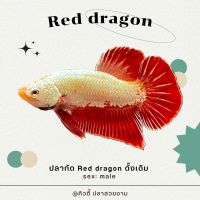 ปลากัดมังกรแดง(Red dragon)? ?⚪️