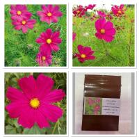 เมล็ดพันธุ์ ดาวกระจายสีแดง ดอกคอสมอส (Red Dazzler Cosmos Flower Seed) บรรจุ 50 เมล็ด