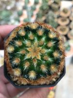 คามิเน่บุดดาหนามสั้น หนามสวยมาก สีหายาก หน้าไม้สวยจัด ไม้สะสม Mammillaria Carmenae