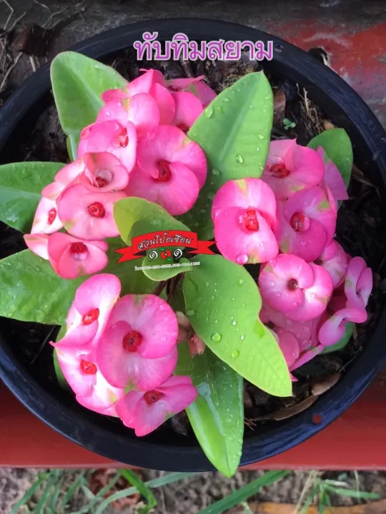 กิ่งชำโป๊ยเซียน สายพันธุ์ ทับทิมสยาม ดอกสีชมพูแต้มเขียว