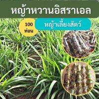 หญ้าหวาน อิสราเอล 100 ท่อน สำหรับปลูก ติดรากไปให้ทุกต้น หญ้าหวาน หญ้าาเลี้ยงสัตว์ หญ้าหวานอิสราเอล