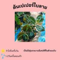 ต้นเปเปอร์ใบลาย