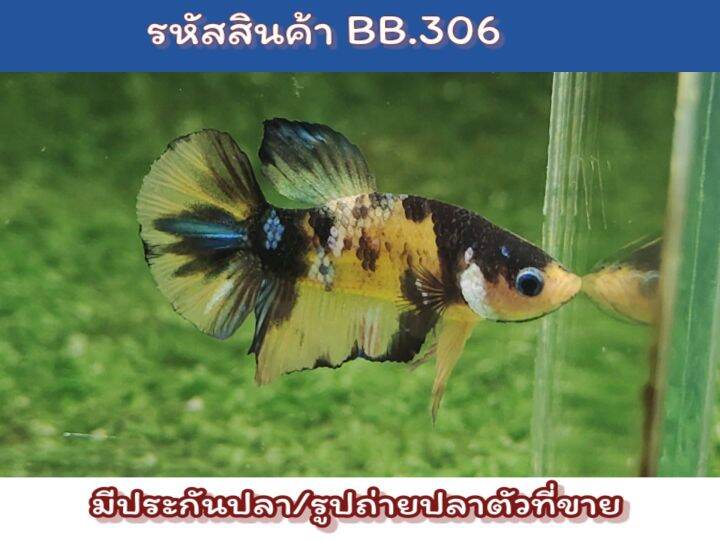 ปลากัดแบล็คเยลโล่-เพศผู้-ปลารุ่น-ขนาด-1-4-นิ้ว