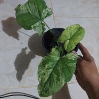 Syngonium Mojito  ไหลมาเทมาด่าง โมจิโต้