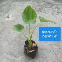 ต้นนางกวัก Buddhas Hand, Chinese Taro, Elephant Ear ถุงเพาะ 4" ไม้มงคล ฟอกอากาศดี กวักเงินกวักทอง