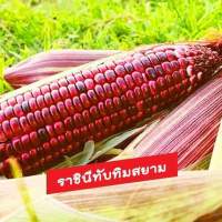 เมล็ดพันธุ์ข้าวโพดทานดิบราชินีทับทิมสยาม(50เมล็ด)