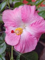 Hibiscus, Chinese Rose ดอกชบา สีชมพู-ขาว สูง 60-70ซม  . ในกระถาง10นิ้ว