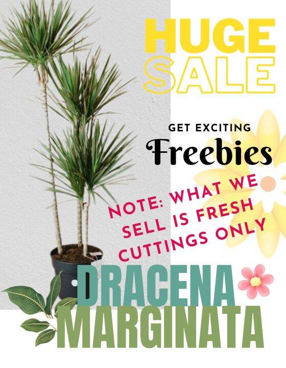 Dracena Marginata plant (cuttings only/pananim/8 inches cut) Lazada PH