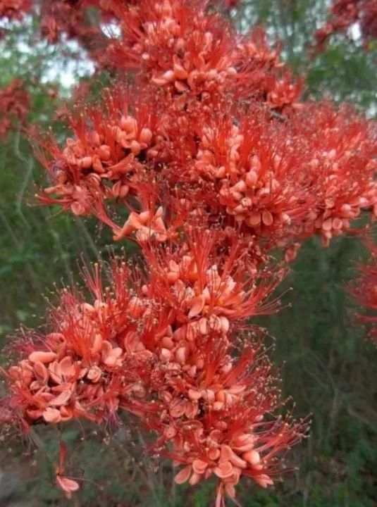 ประดู่แดง-1-ต้นสูงประมาณ30-40-ซม-ไม้ดอกพันธุ์ไม้หายากใกล้สูญพันธุ์ของมันต้องมีสะสมโปรโมชั่นราคาถูกที่สุด