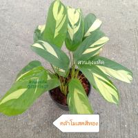 คล้าโกลเด้นโมเสค คล้าโมเสคทอง คล้าโมเสก สีทอง Calathea Golden Mosaic

ส่งทั้งต้นพร้อมกระถาง สวนลุงแท็ค