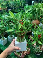 ไผ่กวนอิมแคระ 3 ชั้น ขายพร้อมกระถาง (ตามรูป)  ไผ่มงคล ไผ่กวนอิมแคระ Dracaena sanderiana สร้างมงคลเสริมฮวงจุ้ย (ลักษณะตรงตามฮวงจุ้ย ทุกจุด) ไม้มงคลโบราณปลูกแล้วร่ำรวย เรียกทรัพย์