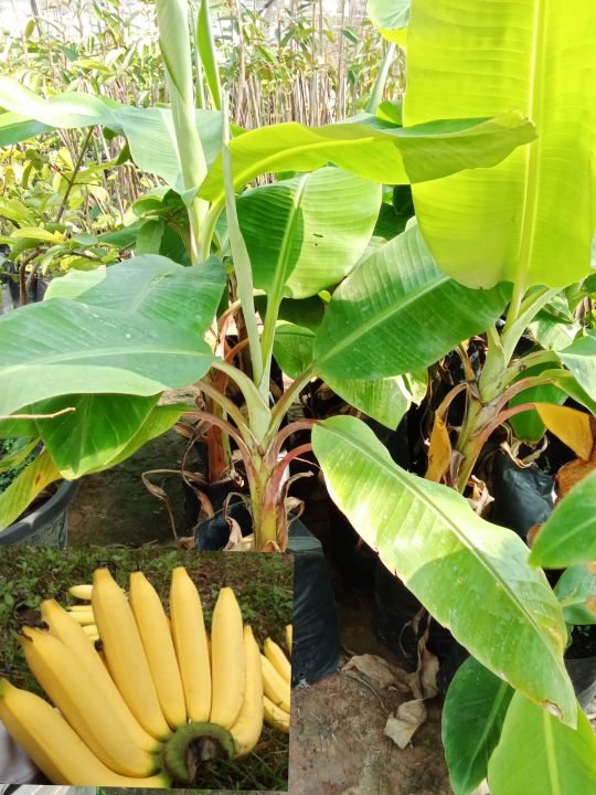 🍌ต้นกล้วยหอมทอง กล้วยหอมทองลูกใหญ่ เนื้อแน่น ลำต้นสวย ผลผลิตดี แข็งแรง ปลูกง่าย ดูแลง่าย