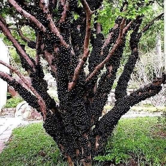 ต้นองุ่นบราซิล-หรือ-ฌาบูชีกาบา-เป็นไม้ยืนต้น-ผลมีลักษณะคล้ายองุ่นกลมรี-ออกเป็นกระจุกแน่นตามลำต้น