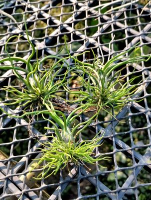 Tillandsia bulbosa mini clump ชุด 4 ต้น 100.-