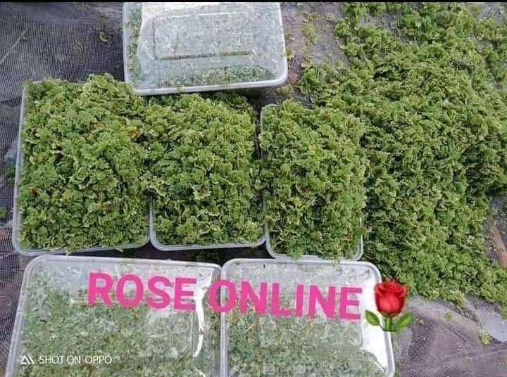 azolla plant 30g organic, alternative feed for poultry animals Lazada PH