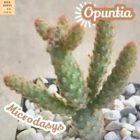 [หูกระต่าย แคระ] Opuntia Microdasys ส่งพร้อมกระถาง หูกระต่ายส้ม แคคตัส Cactus Succulent ไม้อวบน้ำ พืชอวบน้ำ ไม้หนาม ไม้โขด ไม้ทะเลทราย ชอบแดด ยูโฟเบีย กระบองเพชร