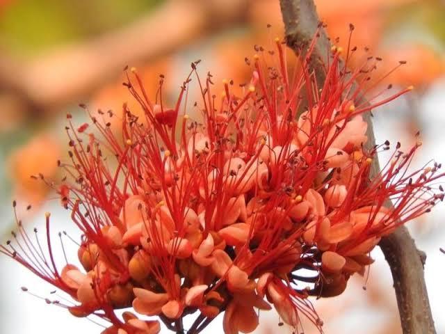 ต้นประดู่แดง-เพาะเมล็ด-ออกดอกเป็นช่อสีแดงสด-เกสรยาว-ดอกมีกลิ่นหอม-ต้นพร้อมปลูก