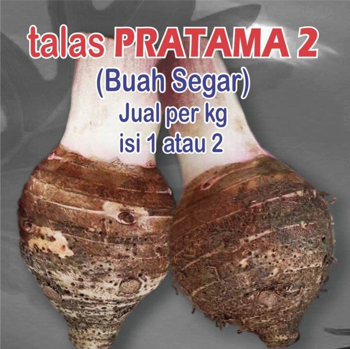 buah talas/talas bogor/talas pratama 2/talas jumbo/umbi talas segar. 1