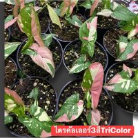 ไตรคัลเลอร์3สีTriColor ใน1กระถางมี2-3ใบ จัดส่งได้ทั้งกระถาง